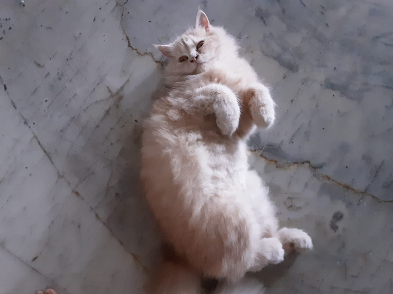 Pet image – gallery view